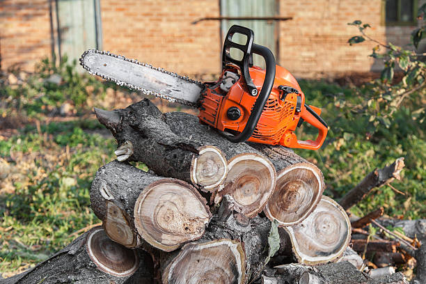 Trusted South Venice, FL Tree Service Experts